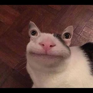 Meet your Posher, Josh